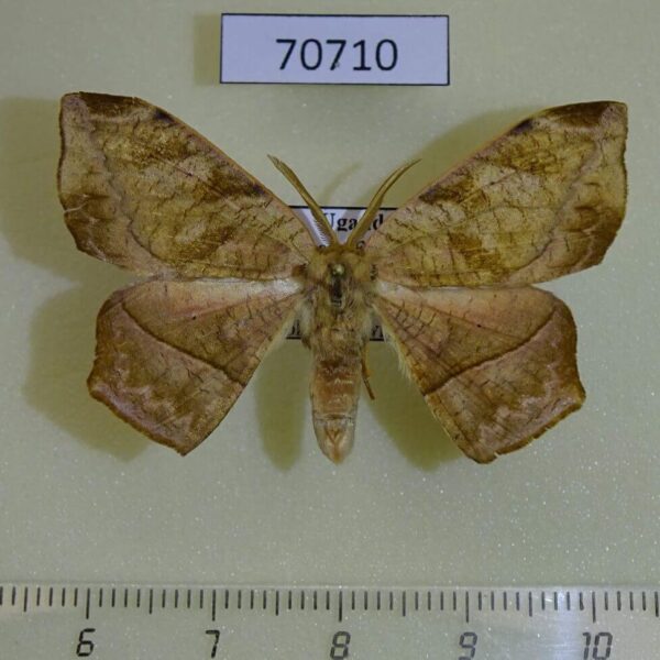 Drepanidae Negera natalensis Uganda
