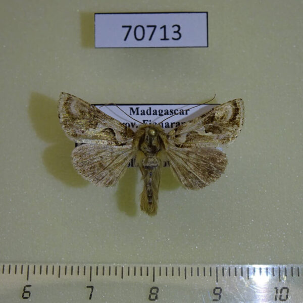 Noctuidae Ctenoplusia aurisuta Madagascar