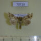 70713p Noctuidae Ctenoplusia aurisuta Madagascar $6
