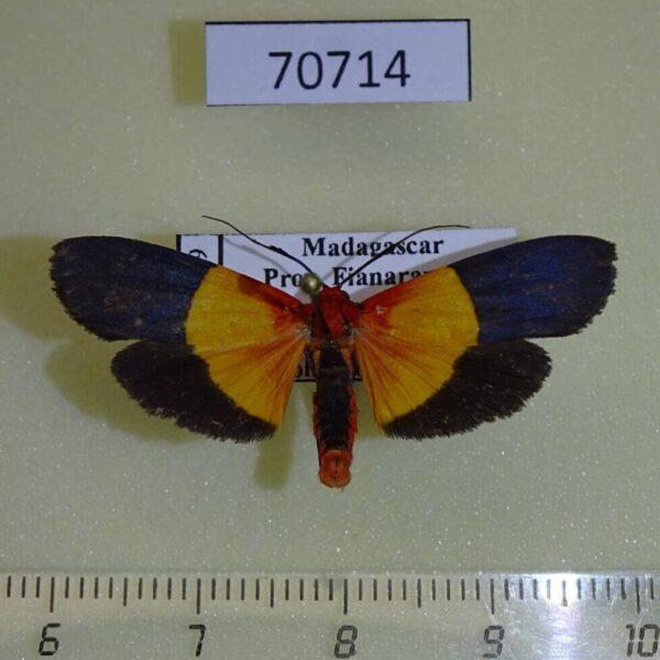Arctiidae Isorropus tricolor Madagascar
