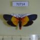 70714p Arctiidae Isorropus tricolor Madagascar $10
