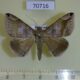70716p Noctuidae Dysgonia palpalis Madagascar $8
