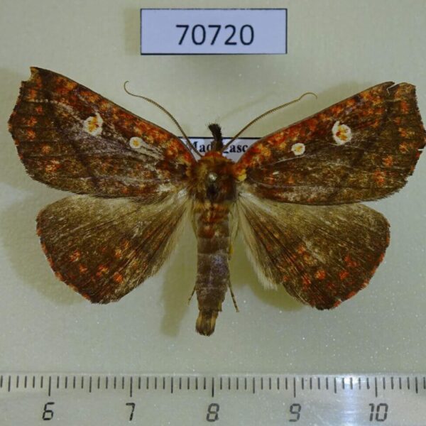Noctuidae Cryptomeria mabillei Madagascar