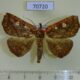 70720p Noctuidae Cryptomeria mabillei Madagascar $10