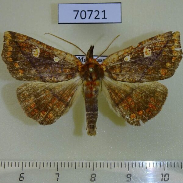 Noctuidae Cryptomeria mabillei Madagascar