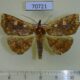 70721p Noctuidae Cryptomeria mabillei Madagascar $7