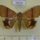 70724p Noctuidae Achaea dmoe Madagascar $20