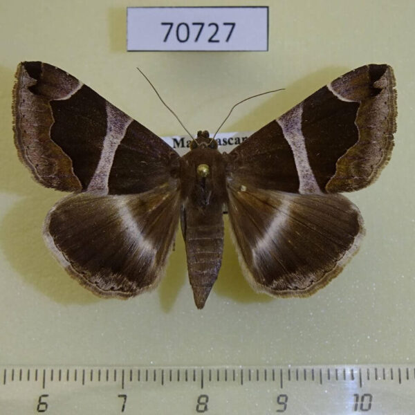 Noctuidae Dysgonia torrida f Madagascar