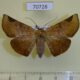 70728p Noctuidae Mecodinops anceps f Madagascar $9