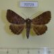 70729p Noctuidae Sypnini sp. Madagascar $12