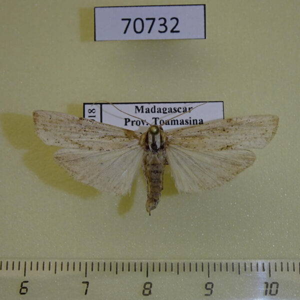 Arctiidae Eilema cramboides Madagascar