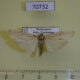 70732p Arctiidae Eilema cramboides Madagascar $7