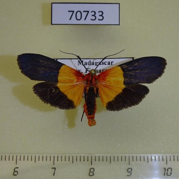 Arctiidae Isorropus tricolor Madagascar