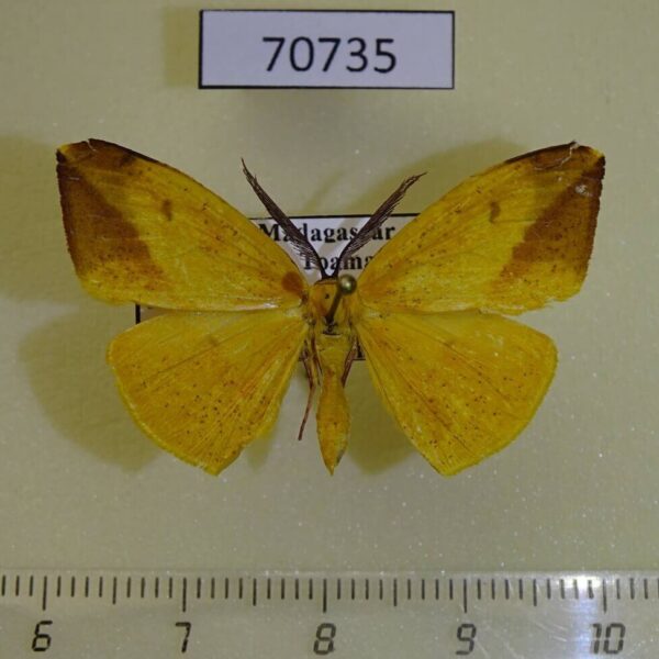 Geometridae Hylemera decaryi Madagascar