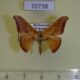 70738p Geometridae Hypocoela angularis Madagascar $6
