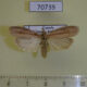 70739p Pyralidae sp. Uganda $5
