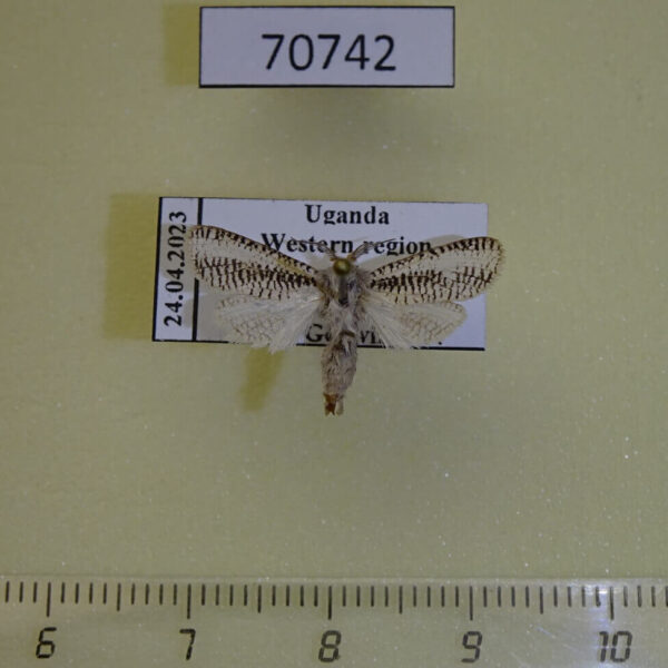 Cossidae Azygophleps albovittata Uganda