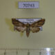 70743p Euteliidae Eutelia favillatrix Uganda $10