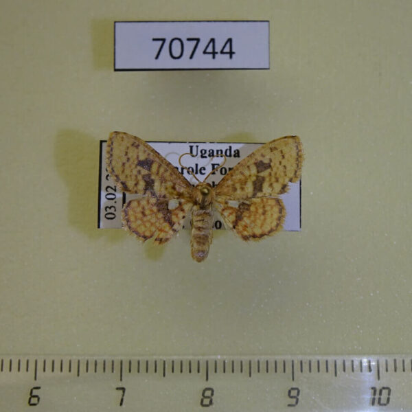 Thyrididae sp. Uganda