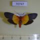 70747p Arctiidae Isorropus tricolor Madagascar $10