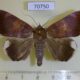 70750p Noctuidae Achaea stumpffii Madagascar $13