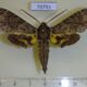 70751p Sphingidae Panogena lingens Madagascar $20