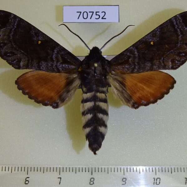 Sphingidae Dovania poecila Uganda