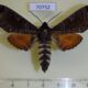 70752p Sphingidae Dovania poecila Uganda $20
