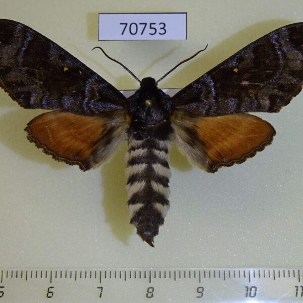 Sphingidae Dovania poecila Uganda