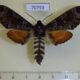 70753p Sphingidae Dovania poecila Uganda $20