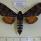 70754p Sphingidae Dovania poecila Uganda $20