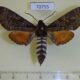 70755p Sphingidae Dovania poecila Uganda $15