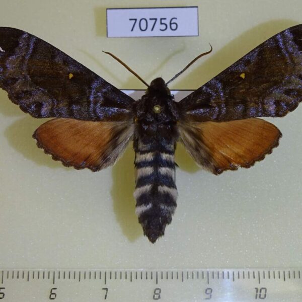 Sphingidae Dovania poecila Uganda