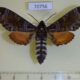 70756p Sphingidae Dovania poecila Uganda $18