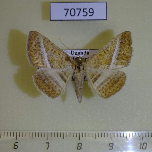 Noctuidae Rhabdophera hansali Uganda
