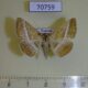 70759p Noctuidae Rhabdophera hansali Uganda $10