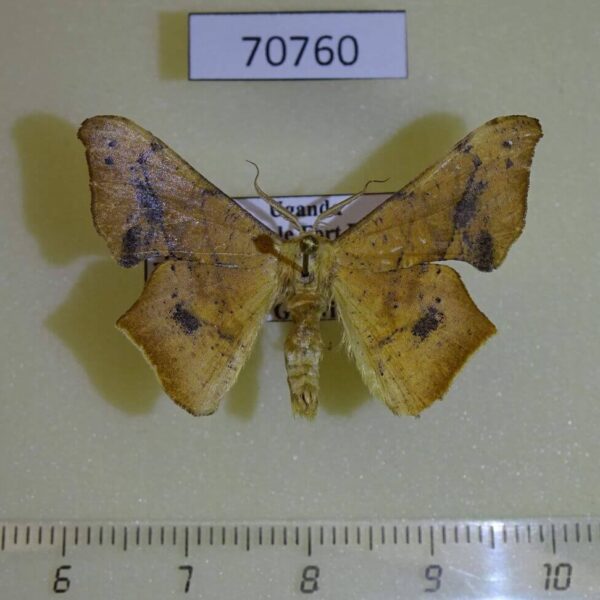 Geometridae Xenimpia maculosata Uganda