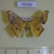 70760p Geometridae Xenimpia maculosata Uganda $8