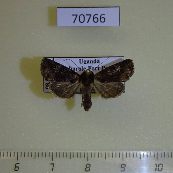 Noctuidae Feliniopsis sp. satellitis Uganda