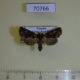 70766p Noctuidae Feliniopsis sp. satellitis Uganda $9