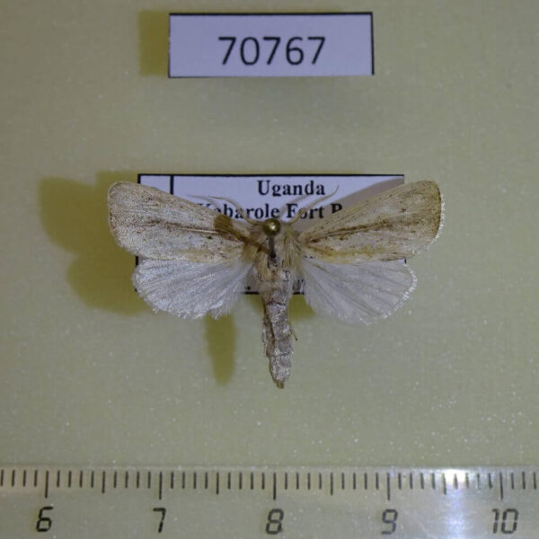 Noctuidae Sesamia roumeti Uganda