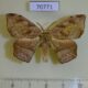 70771p Drepanidae Negera natalensis Uganda $13