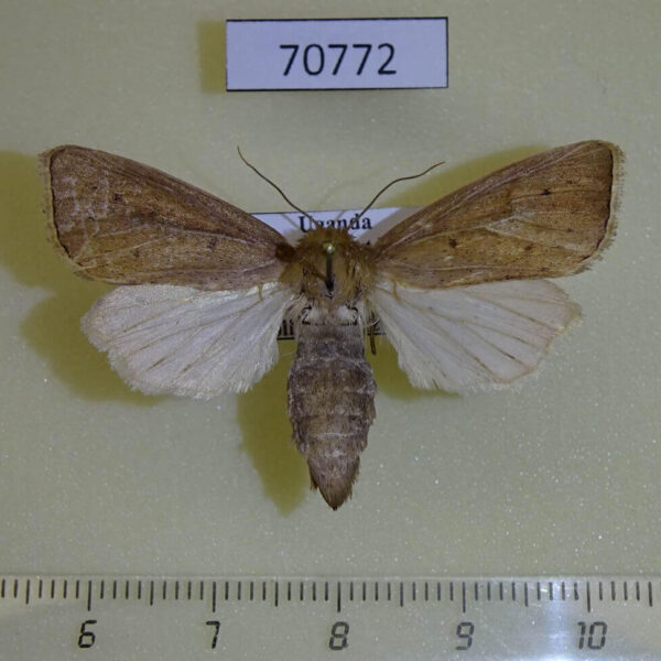 Noctuidae Sesamia firmata f Uganda