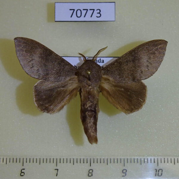 Lasiocampidae Pachymeta immunda Uganda