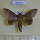 70773p Lasiocampidae Pachymeta immunda Uganda $6