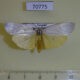 70775p Arctiidae Paraona interjecta Uganda $8