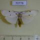 70778p Arctiidae Arctiananna sp. collinsii Uganda $6