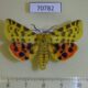 70782p Arctiidae Rhyparia purpurata Khakassia rep. $8