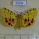70784p Arctiidae Rhyparia purpurata Khakassia rep. $6