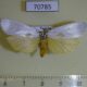 70785p Arctiidae Paraona interjecta f Uganda $8
